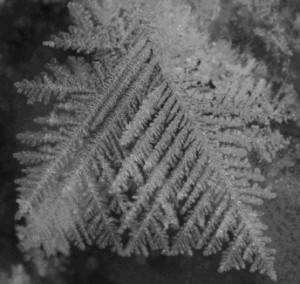 Crystals formed in a freeze dryer