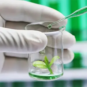 A plant in a specimen jar