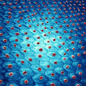 A rendering of tissue